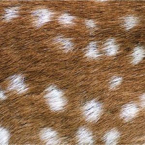 Meet your Posher, Natalia